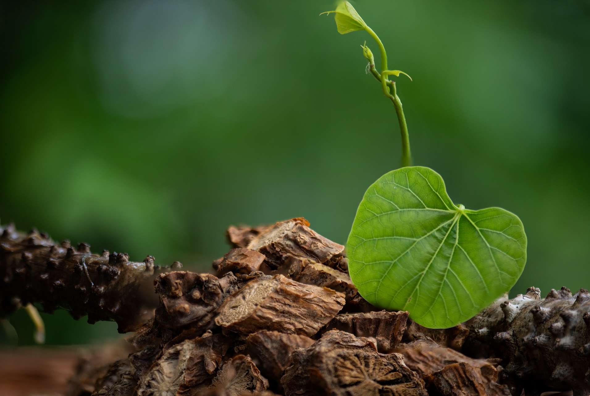 Guduchi in immunity, liver health, and respiratory disorders: An Ayurvedic perspective